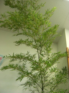 DSCF6980b.jpg